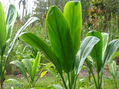   Agriculture. All orders are prepared fresh by the nursery and