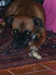 casapoppy75