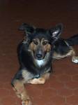 lesdigui