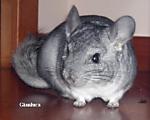 mikyesupetony