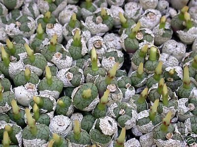 20 Conophytum obcordellum lambertens COP136 SEMI CACTUS  