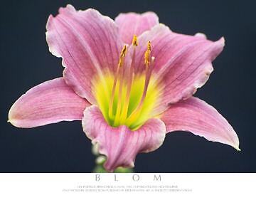 Yello Pink Lily Flower Floral Color Art Photo COA SIGND  