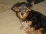 bluey-uk