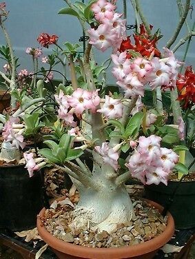 ADENIUM OBESUM, WÜSTENROSE   BLÜHT EINMALIG 10 SAMEN  