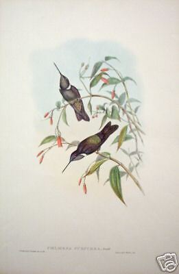 Gould & H. C. Richter Coeligena Purpurea Litho.  