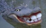 karlknaekebrot