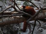 red_panda_lover 的用户个人档案