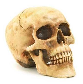Realistic Shrunken Human Skull *Spooky Halloween Decor  