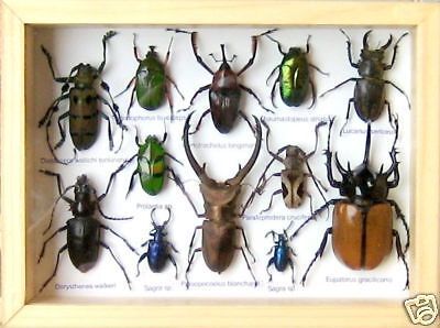 12 Insects * Collection *Taxidermy*Beetle*Eupatorus*#15  