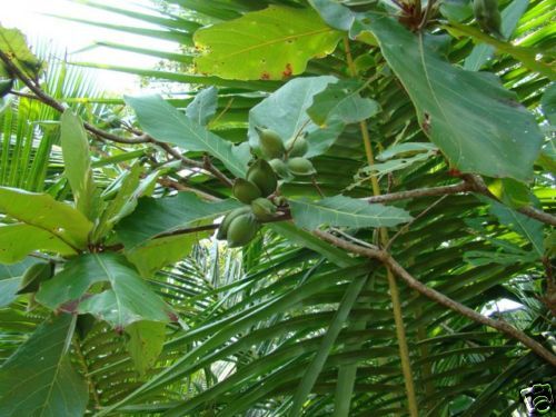 Terminalia catappa   TROPICAL ALMOND 10 seeds  