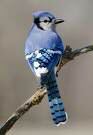 bluejaydogs