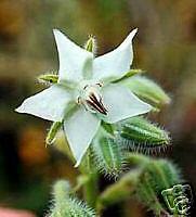 Borage, White flower, officinalis v. alba seed (HE0004)  