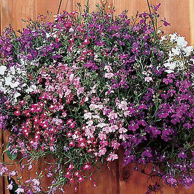 Lobelia Regatta Mix 25 Seeds*Cascading Flowers*  