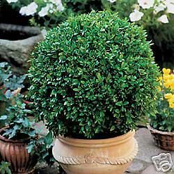 Green Velvet Hybrid Boxwood Quart Containers  