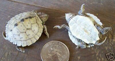 MAP TURTLE Hatchling Taxidermy Mount Turtle Shell USA  