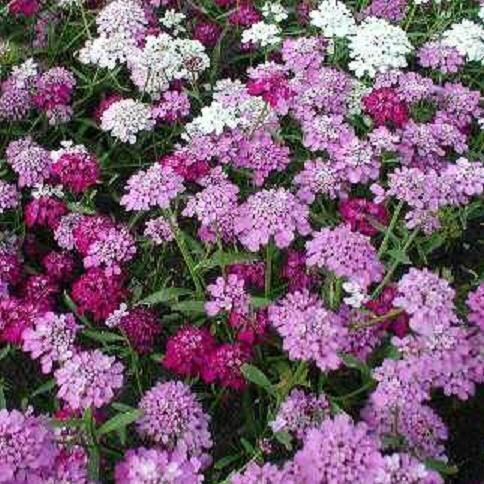 SCHLEIFENBLUME   Iberis umbellata Flash Mixture  